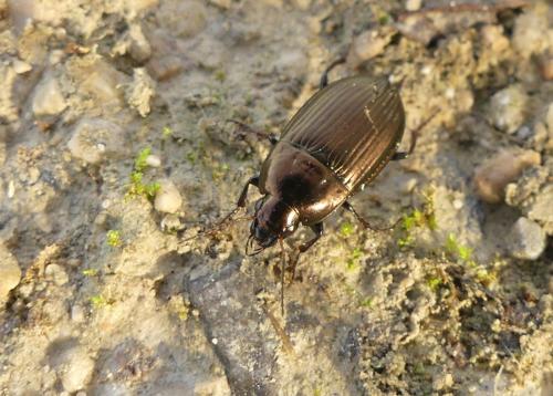 Amara sp.